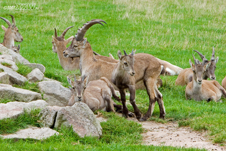 eine steinbockfamilie