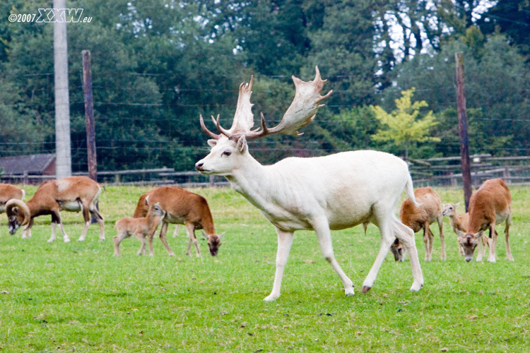 weißer hirsch