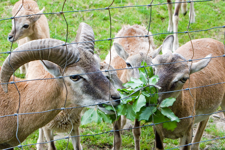 dieter füttert die tiere