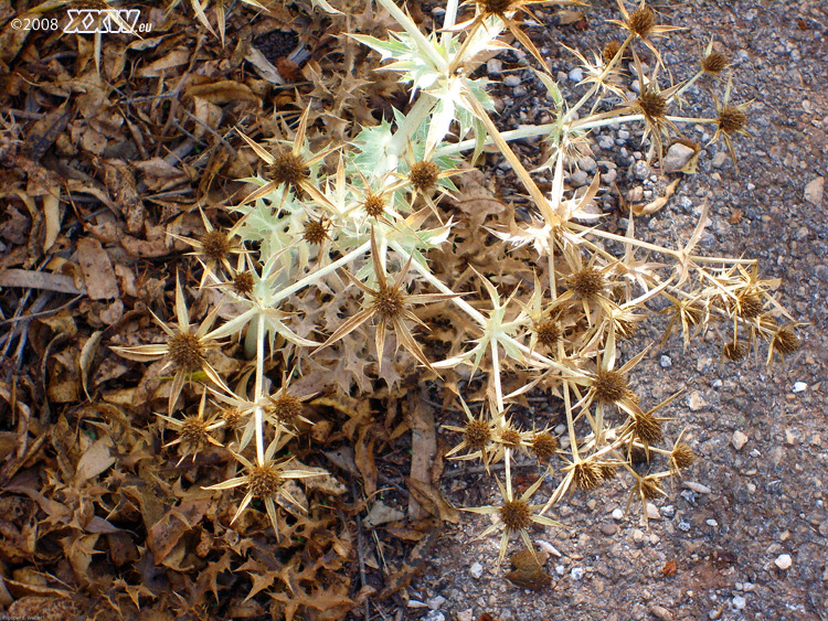 vertrocknete distel am straßenrand